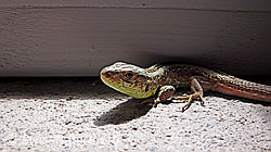 Foto: Zauneidechse (Lacerta agilis)