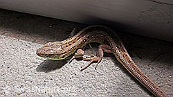 Foto: Zauneidechse (Lacerta agilis)