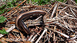 Blindschleiche (Anguis fragilis) (F049654) Blindschleiche (Anguis fragilis) (F049654)