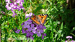 Gemeine Nachtviole (Hesperis matronalis)