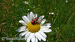 Wassertropfen auf Blüte einer Margerite