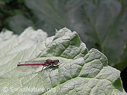 Foto: Frühe Adonislibelle