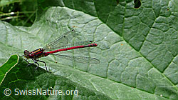 Foto: Frühe Adonislibelle