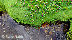 Photo: Moospolster und Alpen-Weidenröschen