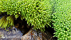 F050871: Moospflanze