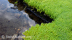 F050873: Hellgrüner Moosrasen am Ufer eines Wasserlaufs