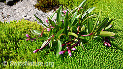 Photo: Alpen-Weidenröschen auf Moospolster