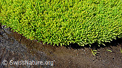 F050923: Moosrasen am Ufer