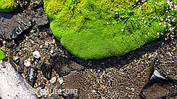 F050925: Moospolster mit Steinbrech