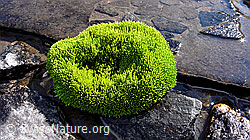 F050929: Moospolster und Felsplatten