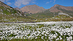 Foto: Hochebene mit Wollgras