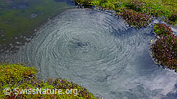 F050975: Wasserloch im Moor mit aufsteigenden Luftblasen