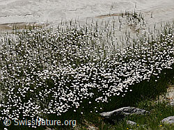 F051042: Wollgras am Rand des Bächlisboden