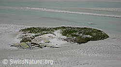 F051145: Insel mit Wollgras in Schwemmlandschaft