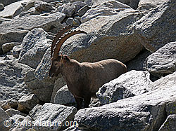F051395: Steinbock (Capra ibex) zwischen Felsblöcken