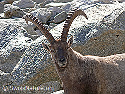 F051398: Steinbock (Capra ibex) mit mächtigen Hörnern