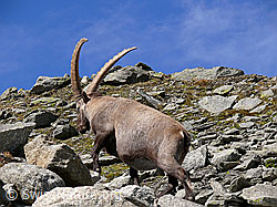 F051404: Alpensteinbock (Capra ibex) unterwegs