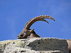 F051408: Steinbock (Capra ibex)