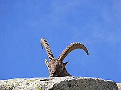 F051410: Alpensteinbock (Capra ibex)