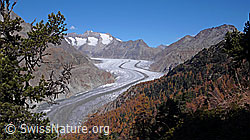 F051949: Aletschwald und Aletschgletscher