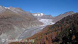 F051950: Aletschgletscher und Aletschwald