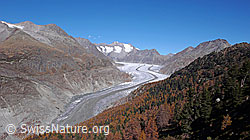 F051952: Aletschwald und Grosser Aletschgletscher