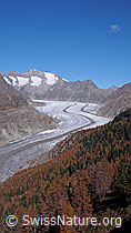 F051953: Aletschwald im Herbst