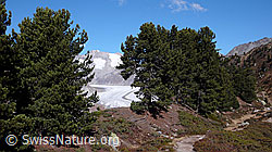 F051957: Im Arvenwald (Aletschwald)