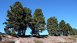 F051960: Arven im Aletschwald