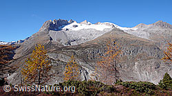 Photo: Autumnal larch trees in Aletschwald, Switzerland