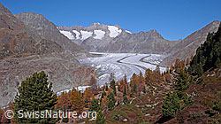 F051969: Herbstbild Aletschwald und Aletschgletscher