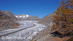 F051978: Aletschgletscher und Herbstfarben