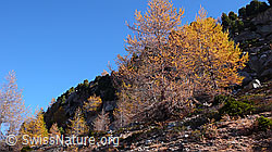 F051986: Goldene Lärchen im Aletschwald