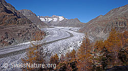 F051989: Aletschgletscher und Aletschwald (UNESCO Welterbe)