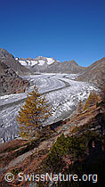 F052000: Lärche am Aletschgletscher