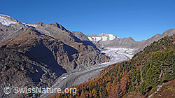 F052016: Aletschwald in Herbstfarben und Bergwelt mit Aletschgletscher