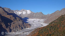 F052017: Berglandschaft mit Aletschgletscher und herbstlichem Aletschwald