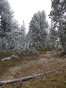 F052531: Herbstliche Moorlandschaft