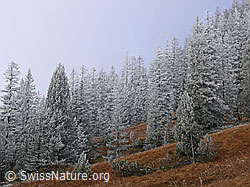 F052542: Herbstfarben und Frost an der Nebelgrenze