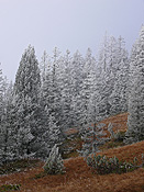 F052545: Frost und Herbststimmung