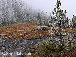 F052548: Märchenhafte Moorlandschaft mit Raureif
