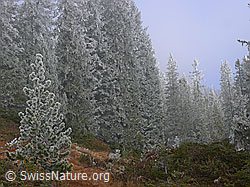 F052553: Herbstfarben und Raureif an der Nebelgrenze