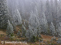 F052554: Föhren mit Raureif in Moorgebiet