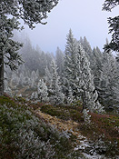 F052557: Herbst im Hochmoor