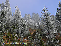 F052559: Märchenhafte Waldlandschaft