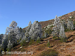 F052564: Waldgrenze mit Raureif