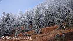 F052634: Märchenlandschaft