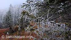 F052648: Raureif an Tannenast