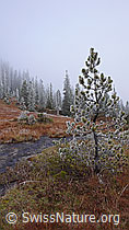 F052652: Föhre in Moorgebiet