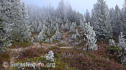 F052673: Märchenwald mit Raureif und Herbstfarben